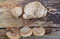 Lentinellus castoreus-amf71-2